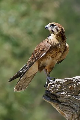 Falcão